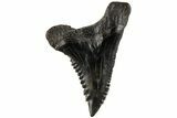 Serrated, Fossil Shark (Hemipristis) Tooth - South Carolina #202461-1